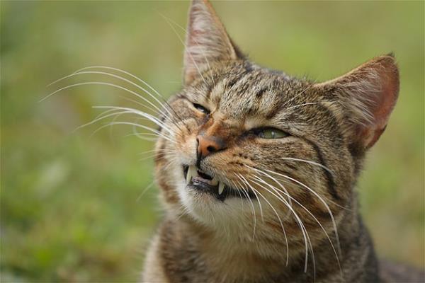 Bu hayvanlara baylacaksnz.