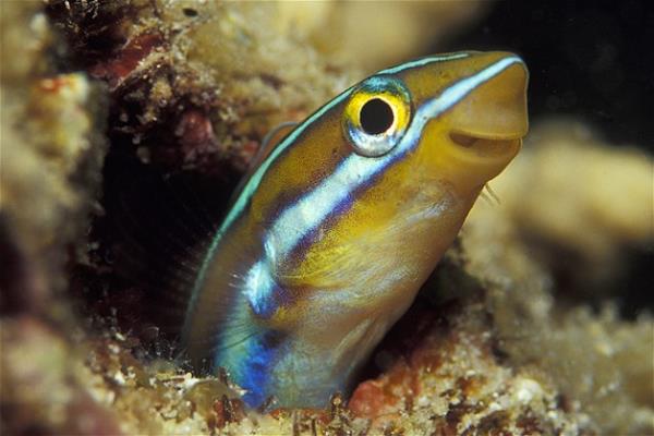 Bu hayvanlara baylacaksnz.