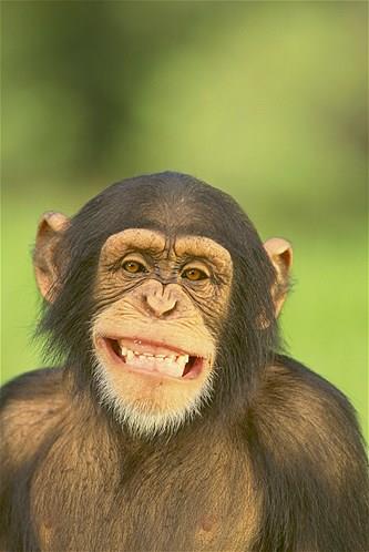 Bu hayvanlara baylacaksnz.