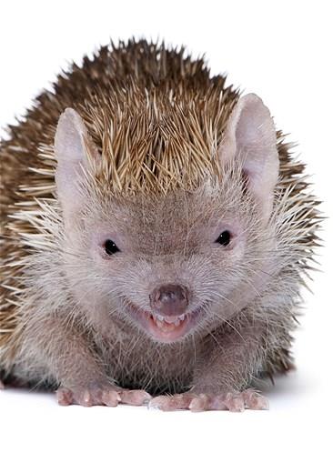 Bu hayvanlara baylacaksnz.