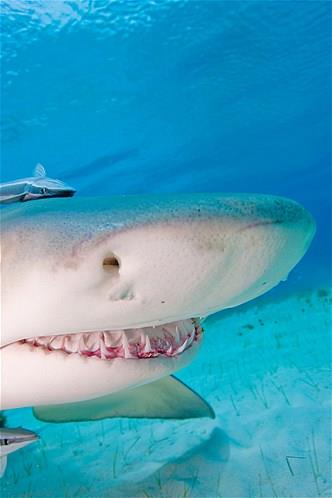 Bu hayvanlara baylacaksnz.