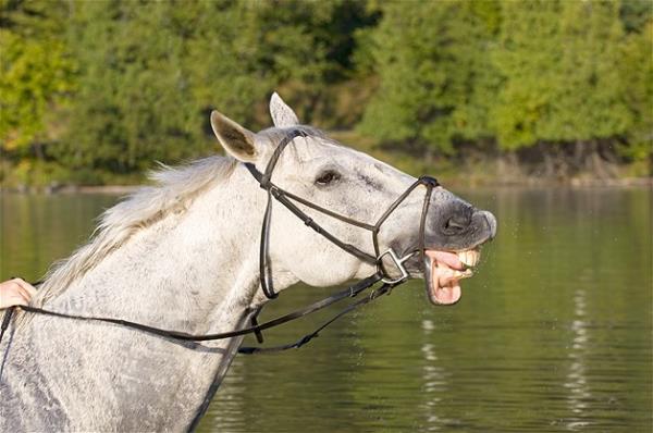 Bu hayvanlara baylacaksnz.