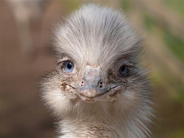 Bu hayvanlara baylacaksnz.