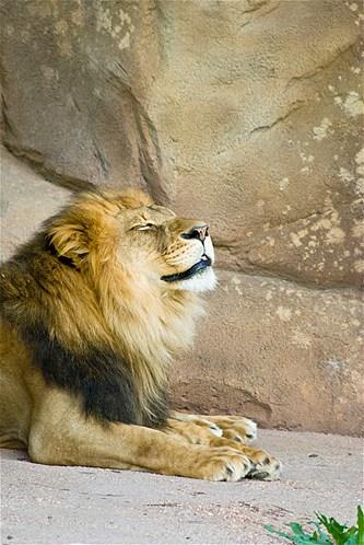 Bu hayvanlara baylacaksnz.