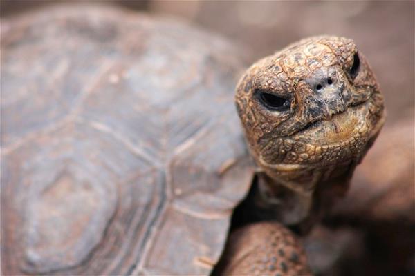 Bu hayvanlara baylacaksnz.
