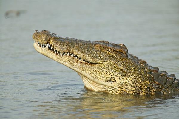 Bu hayvanlara baylacaksnz.