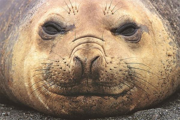 Bu hayvanlara baylacaksnz.