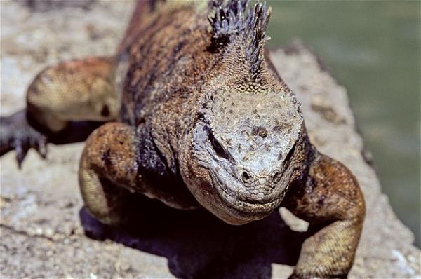 Bu hayvanlara baylacaksnz.