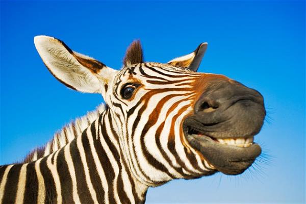 Bu hayvanlara baylacaksnz.