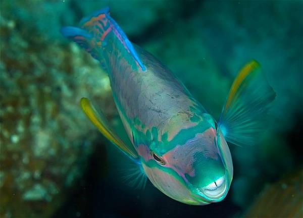 Bu hayvanlara baylacaksnz.