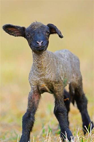 Bu hayvanlara baylacaksnz.