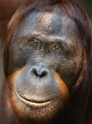 Bu hayvanlara baylacaksnz.