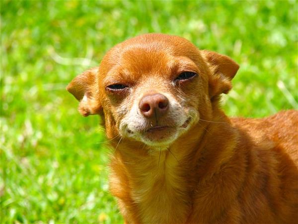 Bu hayvanlara baylacaksnz.