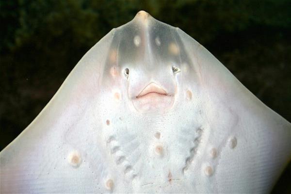 Bu hayvanlara baylacaksnz.