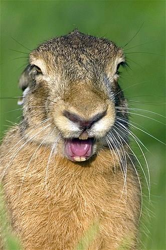 Bu hayvanlara baylacaksnz.