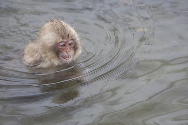 Bu hayvanlara baylacaksnz.