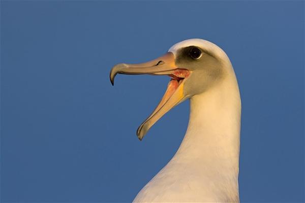 Bu hayvanlara baylacaksnz.