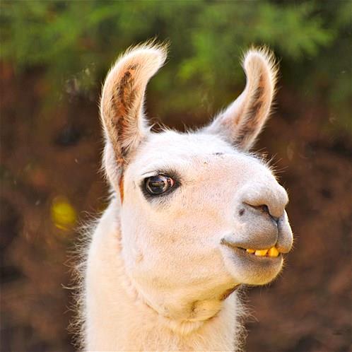 Bu hayvanlara baylacaksnz.