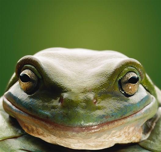 Bu hayvanlara baylacaksnz.