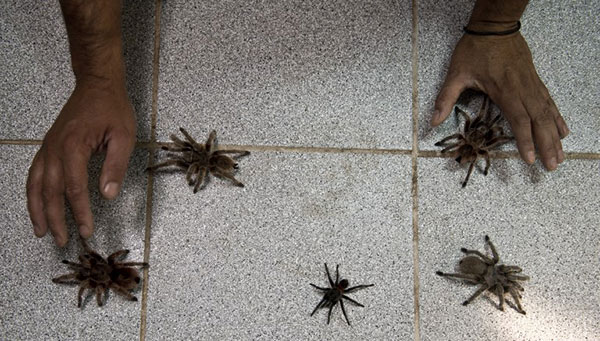 ili'de bir rmcek iftlii, evcil hayvan beslemek isteyenlere, etraf datmayan, pisliini temizlemek zorunda kalmayacanz hatta grlt bile karmayan bir alternatif sunuyor.