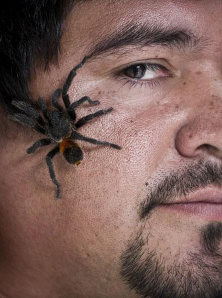 Yaklak 25 yl yaayan tarantulalar, haftada bir iki kez canl bcek ya da solucanla beslenerek zahmetsiz bir bakm istiyor.