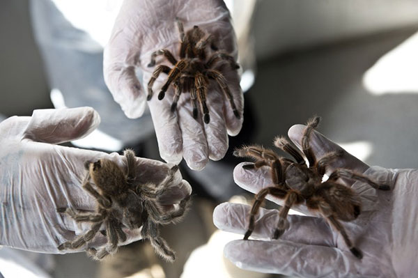 ili'de bir rmcek iftlii, evcil hayvan beslemek isteyenlere, etraf datmayan, pisliini temizlemek zorunda kalmayacanz hatta grlt bile karmayan bir alternatif sunuyor.