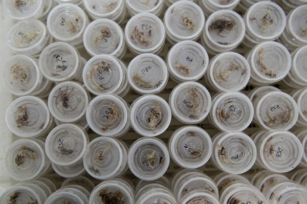 ili'de bir rmcek iftlii, evcil hayvan beslemek isteyenlere, etraf datmayan, pisliini temizlemek zorunda kalmayacanz hatta grlt bile karmayan bir alternatif sunuyor.