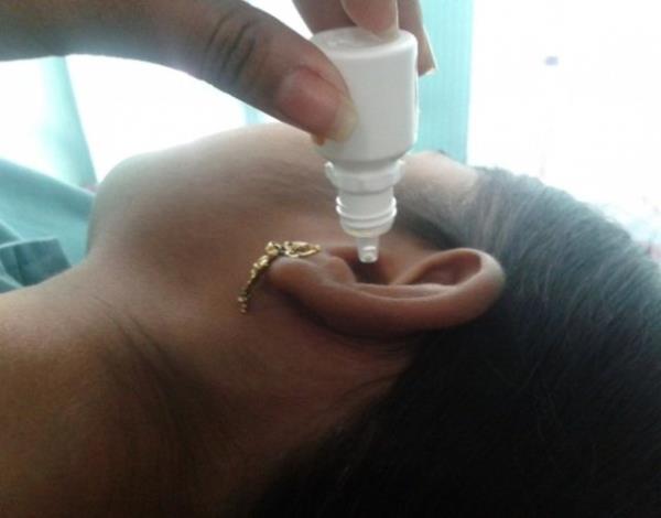 Ama kulak ubuu ile bu faydal kirlere mdahalede bulunarak kendi kendimize ktlk yapyoruz.