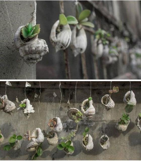 Deniz kabuklarna tohum ekerek gzel bir dekorasyona kavumak...