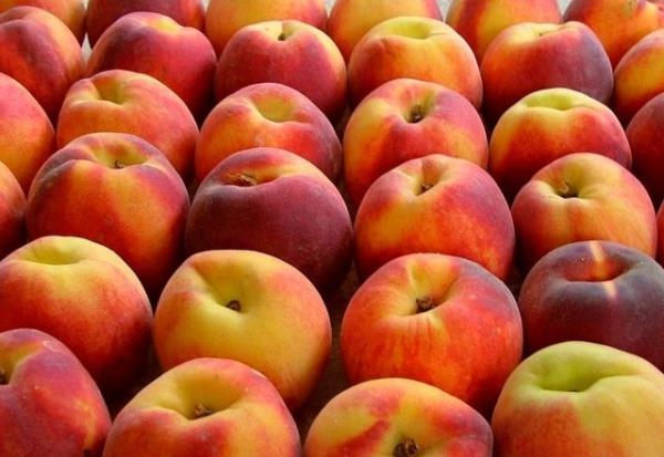 almalar ayn zamanda eftalinin ierdii beta karoten ile gs kanserine kar koruyucu etkisi olduunu gstermitir