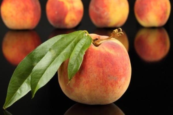 almalar ierdii klorojenik ve neoklorojenik asit sayesinde normal hcreleri etkilemeden sadece meme kanser hcrelerinin bymesini engelledii ynndedir