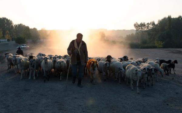 Sabahn erken saatlerinden itibaren enlik alannda balayan etkinlikler erevesinde, kangal kpekleri ve koyun srleri eliinde yaplan yryle Yrk g canlandrld. Daha sonra Aaseyit snrlar ierisinde bulunan ehit Kurt Ali'nin mezar ziyaret edildi.