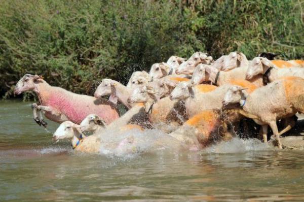 Denizli'nin al ilesin Aaseyit kynde obanlar arasnda 8 asrdr srdrlen "Sudan Koyun Geirme" yarmas yapld.