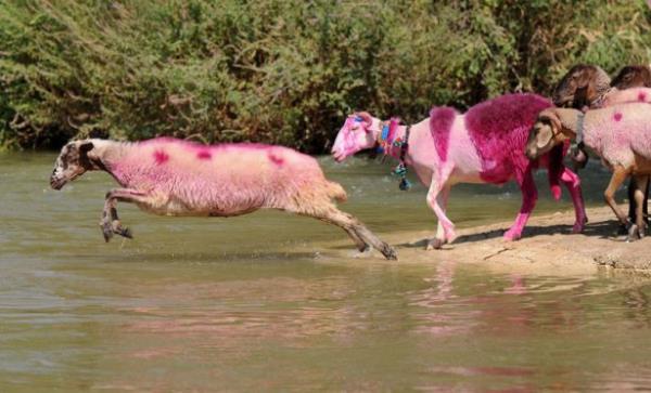 UNESCO Temsilcisi izledi