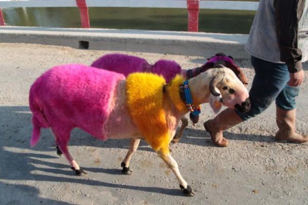 Suyun iine giren ve slkla sry aran obanlar, "elci" olarak adlandrdklar ba koyunun ardndan srlerinin nehri geerek kyya ulamas iin urat. Srlerin suya atlamas srasnda maniler sylendi, davul-zurna eliinde obanlar motive edildi. Nehri gemeyi baaran srlerin obanlar sevin yaarken, geemeyen srlerin obanlar ise zld.