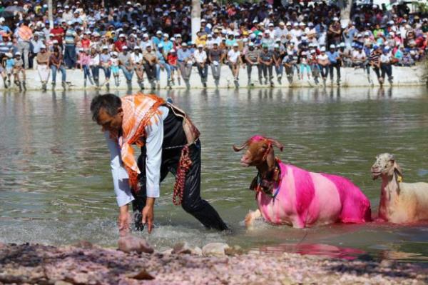 al, ivril ve Baklan ilelerinden 50 obann srleriyle katld yarmada, obanlar "sadakat" ve "sevgilerini" gstermeleri iin koyunlarn Byk Menderes Nehri'nden geirmeye alt.