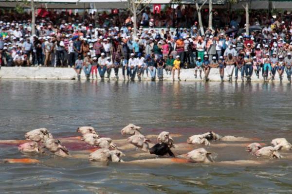Ouz beyi, art yerine getirmesine ramen kzn obana vermez, bunun zerine kz hastalanarak yataa der ve lr. Bey tarafndan yreden kovulan oban ise mrn kaval alarak dalarda geirir. Bu olaydan ok etkilenen yre halk, byk aka olan sayglarn gstermek amacyla her yl kendi aralarnda sudan koyun geirme yarmas dzenler."