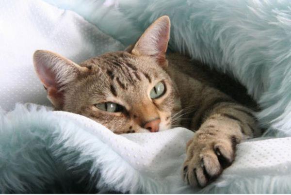 12. Sonunda kocaman bir yorgan alt�nda rahat�a uyuyabilirsiniz.