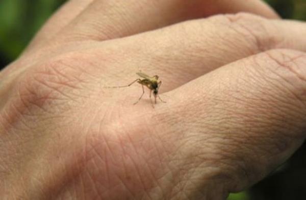 11. Sivrisineklere de son!