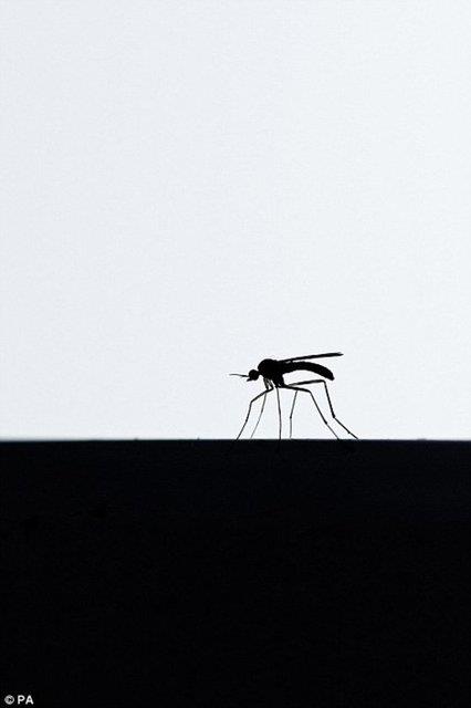 Susie Hewitt'e Sakl� �ngiltere kategorisinde �d�l getiren kare, camdaki bir sivrisine�in yak�n �ekimi oldu.