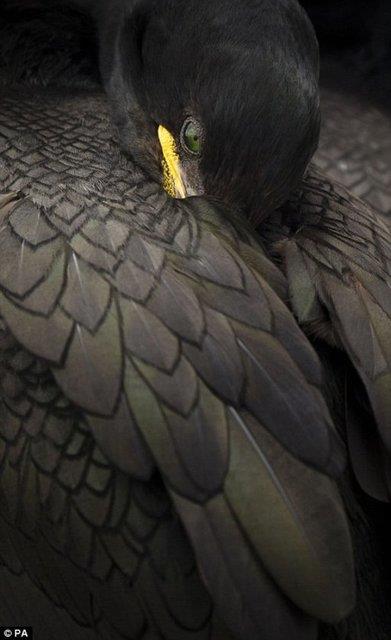 Steven Fairbrother taraf�ndan �ekilen dinlenmekte olan bu tepeli karabatak Hayvan Portreleri Kategorisi'nde �d�l ald�.