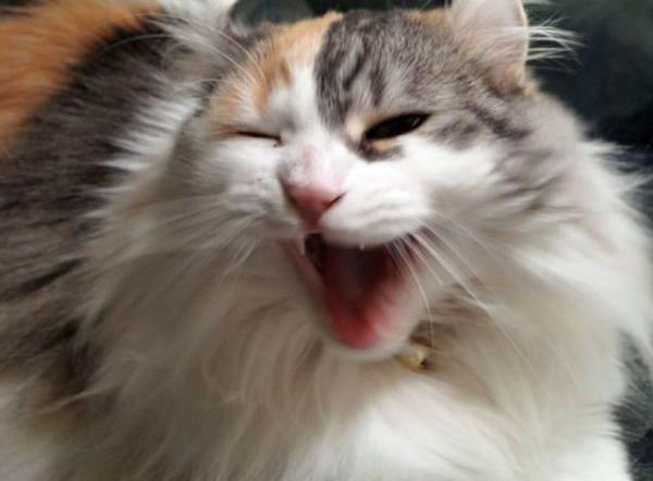 Kedimin beni sevmesini nas�l sa�lar�m?