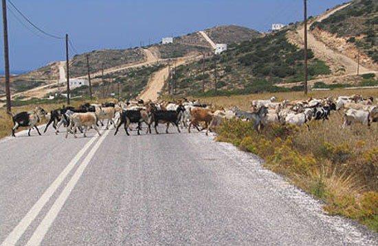 Bakmsz yollarda ilerleyen tatlar aniden ortaya kan hayvanlar nedeniyle sk sk kazalara karyor.