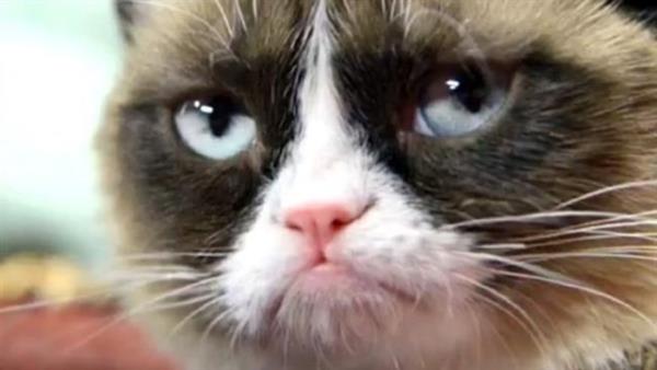 Huysuz kedi Tardar Sauce