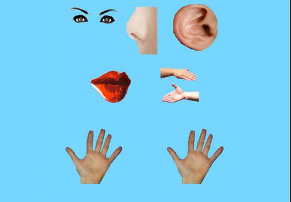 <p>Body Parts basic  </p>  <p>  1.99 dolarlk fiyat etiketiyle bu uygulama 6-8 yandaki ocuklar iin gelitirilmi. ocuklar bu uygualamayla insan vcudunun blmlerini farkl dillerde renebiliyor. Singer uygulamayla ilgili, "Bu uygulama basit bir konsept ancak ocuklar renme konusunda heyecanlandracak," eklinde gr bildirdi.  </p>