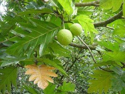 <b>Ekmekaac- Breadfruit:</b> Byk bir aac olan meyve dut aac familyasndandr. Filipinler ve Asya'nn gney dousu anavatandr. Muz gibi olgunlanca yenebilen meyve, olgunlamam ise piirilip tketilebilir. Olgun meyvesi yumuak ve tatldr, olgunlamam meyve ise sert ve niastaldr. smini de barndrd niastadan alr. Piirildiinde taze pimi ekmek tadndadr.
