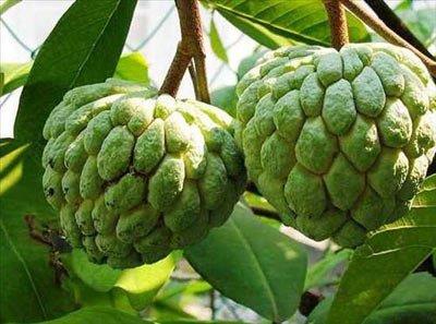 <p><b>Bu meyveleri daha nce grmediniz</b></p>    Hint Ayvas-Sugar Apple: Anavatan Tropik Amerika blgeleri ama ayn zamanda Pakistan, Hindistan ve Filipinler'de de yaygn olarak yetiiyor. Huni eklinde ananasa benzeyen meyve 20 cm apa kadar byyebiliyor. Yumrulu ve sert kabuunun altnda meyvenin gzel kokulu eti bulunur. inde birka ekirdei var ve tad vanilyay andryor.