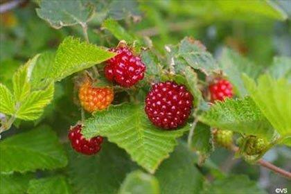 <b>Somonilei- Salmonberry:</b> Meyvenin yetitii blge Amerika'nn kuzey kysndan balayp, Alaska ve Kaliforniya'ya kadar uzanr. Nemli ormanlarda ve youn allklarn arasnda bulunan bir aatr. Brtlene benzer ama rengi daha turuncudur. i olarak yenerse tatl bir lezzeti vardr ama genellikle suyun, arabn, ekerlemelerini veya reellerini bulmak mmkndr.