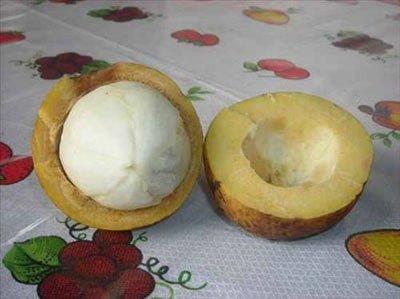 <b>Paltonia-Bacuri:</b> Brezilya yamur ormanlarnda ve Paraguay'da yetien aa 40 metreye kadar uzayabilir. Bacuri olarak da bilinir. Meyvesi portakal byklnde ve bastrldnda sar z szan kaln sar bir kabuu var. inde birka ekirdek bulunan meyvenin eti yapkan bir yapya sahip ve tad ise tatl ya da eki olabiliyor.