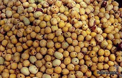 <b>Marula:</b> Marula mevsimsel olarak yaprak dken bir bitkidir. Afrika'n gneyinde ve dousunda yetiir. Bantu kabilesiyle beraber bitki de yaylm ve nemli bir besin kayna haline gelmitir. Yeil meyve olgunlar ve sarya dner. indeki beyaz et ok suludur ve ayrt edici bir tada sahiptir. Aatan kopan meyveler ekimeye balar. Amarula denilen ok nl bir likrn de anamaddesidir.